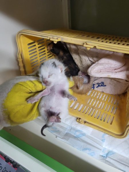 (사)하얀비둘기에서 보호중인 유기된 고양이입니다.