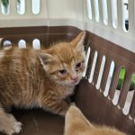 2025년 05월 29일 유기된 고양이 정보안내.