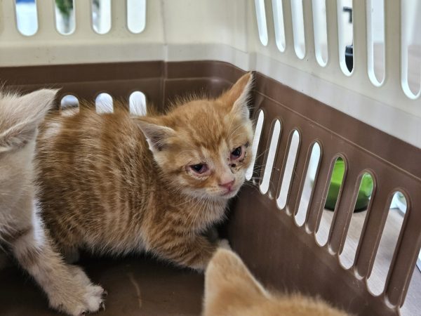2025년 05월 29일 유기된 고양이 정보안내.