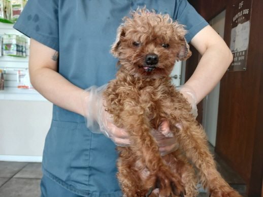 효자동물병원에서 보호하고 있는 유기된 강아지소개합니다.