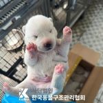 한국동물구조관리협회에서 보호하고 있는 유기된 강아지소개합니다.