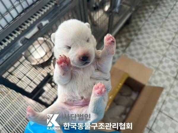 한국동물구조관리협회에서 보호하고 있는 유기된 강아지소개합니다.