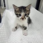 2025년 05월 29일 유기된 고양이 정보입니다.