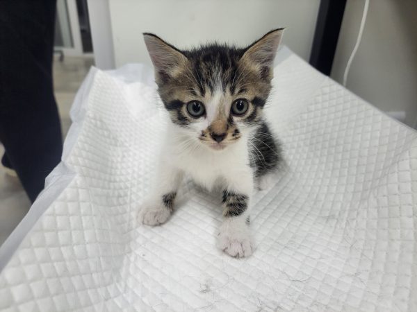 2025년 05월 29일 유기된 고양이 정보입니다.