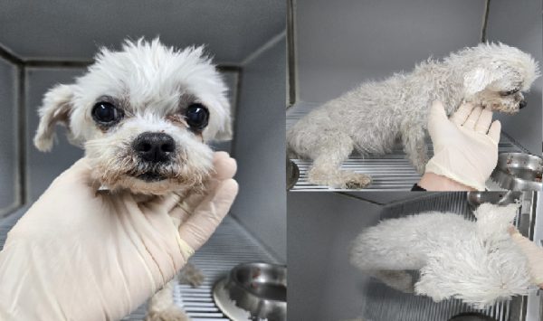 서산시 동물보호센터에서 보호중인 유기된 강아지안내.
