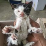 2025년 05월 30일 유기된 고양이 정보.