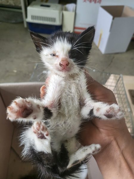 2025년 05월 30일 유기된 고양이 정보.