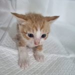 2025년 05월 30일 유기된 고양이 정보.