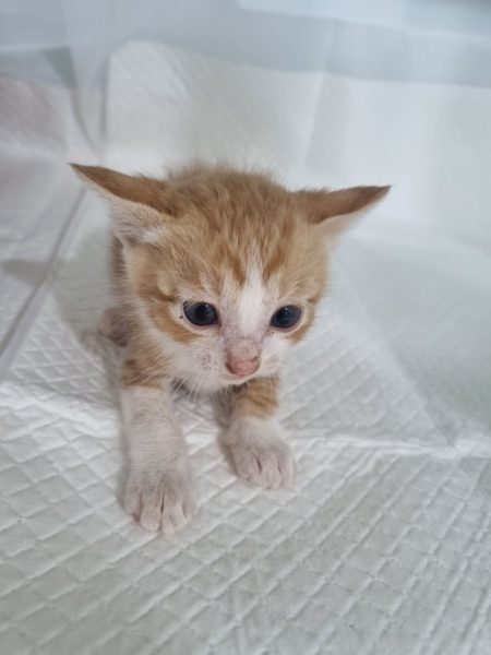 2025년 05월 30일 유기된 고양이 정보.