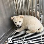 한국동물구조관리협회에서 보호하고 있는 유기된 강아지소개합니다.