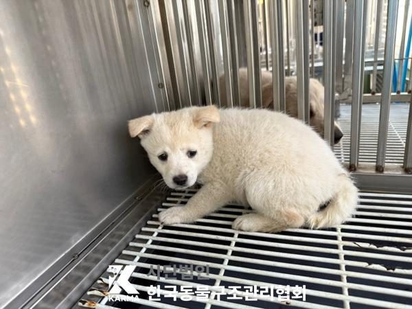 한국동물구조관리협회에서 보호하고 있는 유기된 강아지소개합니다.