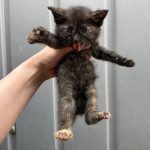 2025년 05월 30일 유기된 고양이 정보입니다.