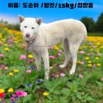 성주유기동물보호센터에서 보호하고 있는 유기된 강아지안내.