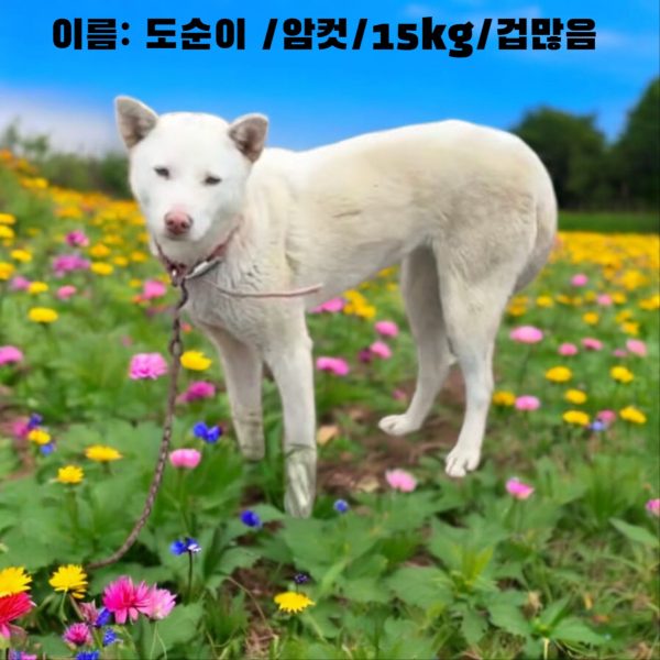 성주유기동물보호센터에서 보호하고 있는 유기된 강아지안내.