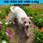 2025년 06월 01일 유기된 강아지 정보안내.