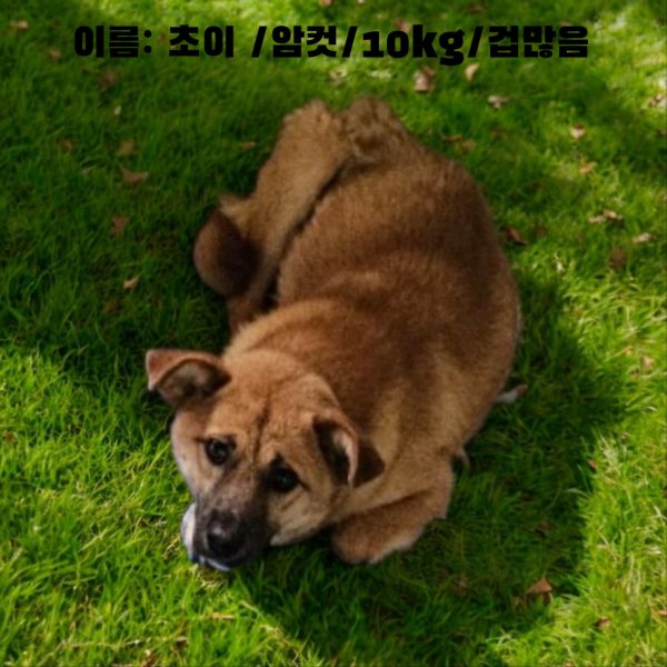 성주유기동물보호센터에서 보호중인 유기된 강아지안내합니다.