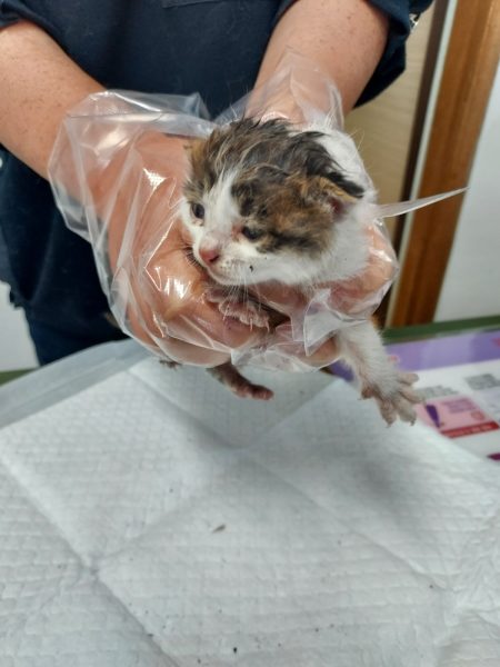 인월동물병원에서 보호중인 유기된 고양이정보.