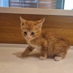 2025년 06월 02일 유기된 고양이 정보입니다.