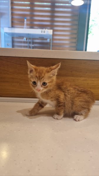 2025년 06월 02일 유기된 고양이 정보입니다.