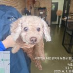 대전동물보호센터에서 보호중인 유기된 강아지안내.