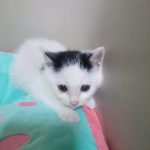 2025년 06월 03일 유기된 고양이 정보입니다.