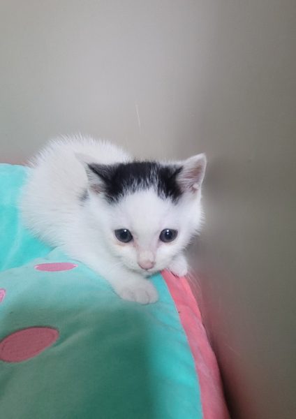 2025년 06월 03일 유기된 고양이 정보입니다.