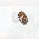 2025년 06월 04일 유기된 고양이 정보.