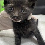 2025년 06월 05일 유기된 고양이 정보안내.