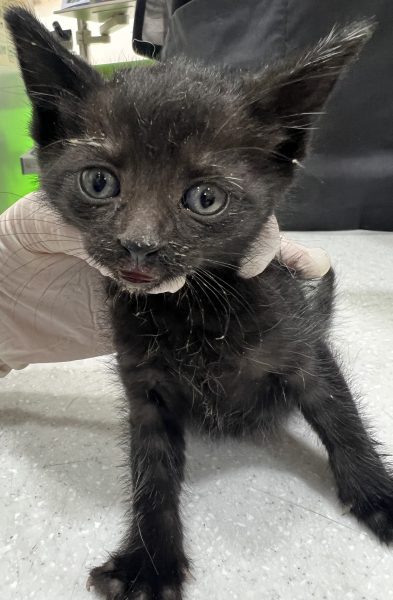 2025년 06월 05일 유기된 고양이 정보안내.