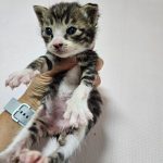 2025년 06월 06일 유기된 고양이 정보입니다.