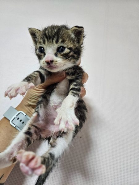 2025년 06월 06일 유기된 고양이 정보입니다.