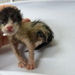 2025년 06월 07일 유기된 고양이 정보입니다.