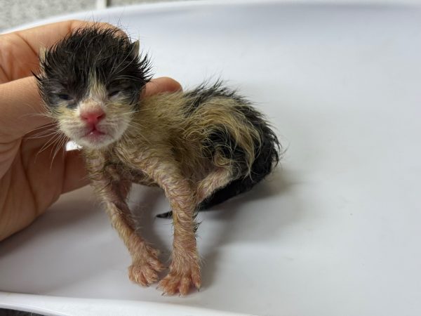2025년 06월 07일 유기된 고양이 정보입니다.
