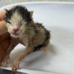 2025년 06월 07일 유기된 고양이 정보안내. 2025년 06월 07일 유기된 고양이 정보안내.