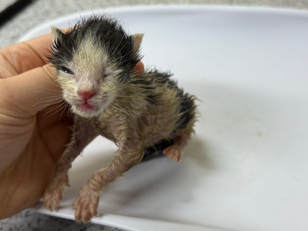 2025년 06월 07일 유기된 고양이 정보안내.