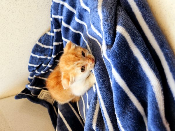 2025년 06월 08일 유기된 고양이 정보입니다.