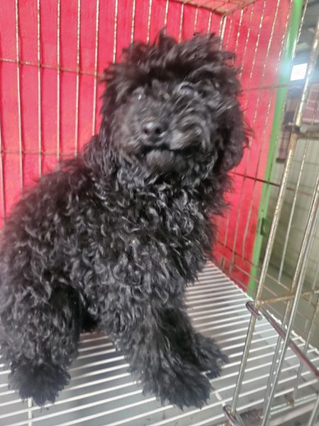 동물보호관리협회에서 보호중인 유기된 강아지정보.
