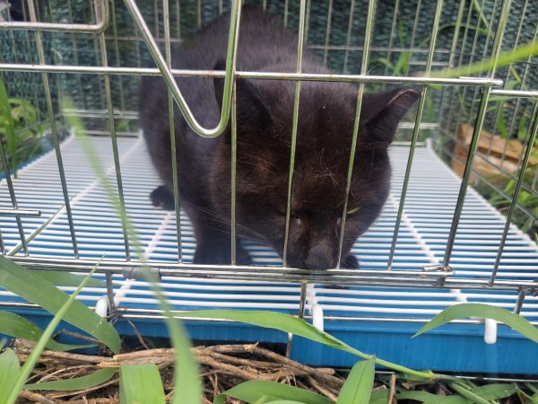 2025년 08월 02일 유기된 고양이 정보안내.