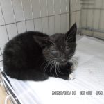 유기동물 입양 안내 – 한국 고양이 (디아크동물종합병원)