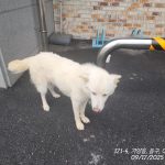 유기동물 입양 안내 – 진도견 (대전동물보호센터)