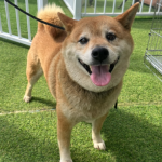 유기동물 입양 안내 – 시바 (양평군유기동물보호소)