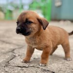 유기동물 입양 안내 – 믹스견 (상주시 동물보호센터)