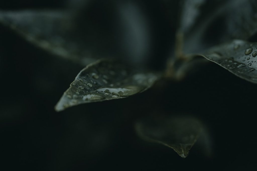 반려묘 건강관리, 꼭 알아야 할 필수 체크리스트