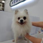 울산 남구 포메라니안 유기견 입양 정보