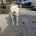 충북 진천군 믹스견 유기견 입양 정보