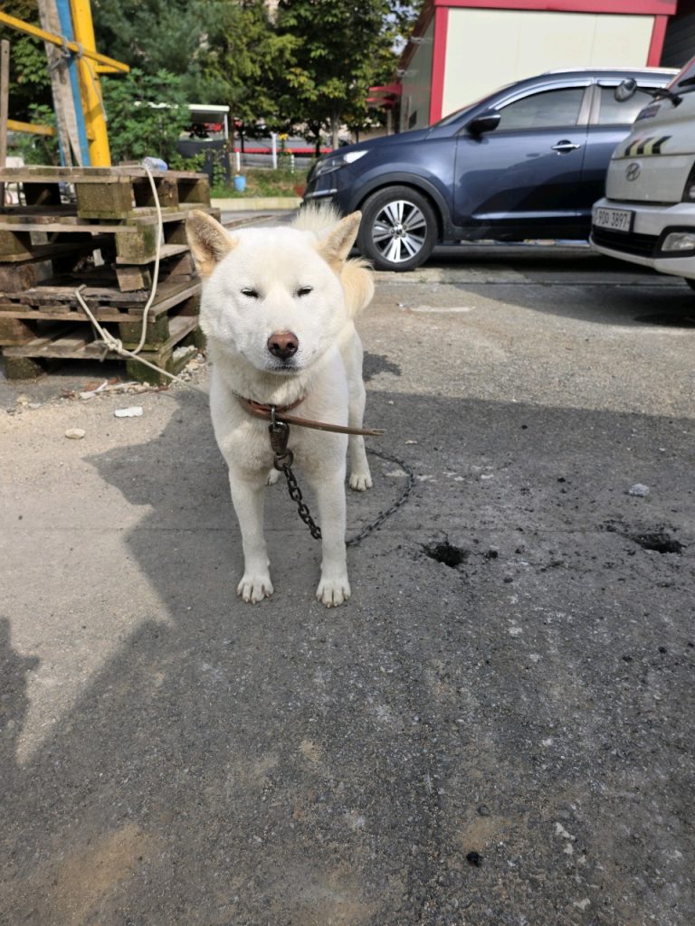 충북 진천군 믹스견 유기견 입양 정보