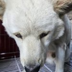 경남 김해시 믹스견 유기견 입양 정보