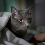 고양이 중성화 수술 후 관리: 완벽 가이드 & 주의사항