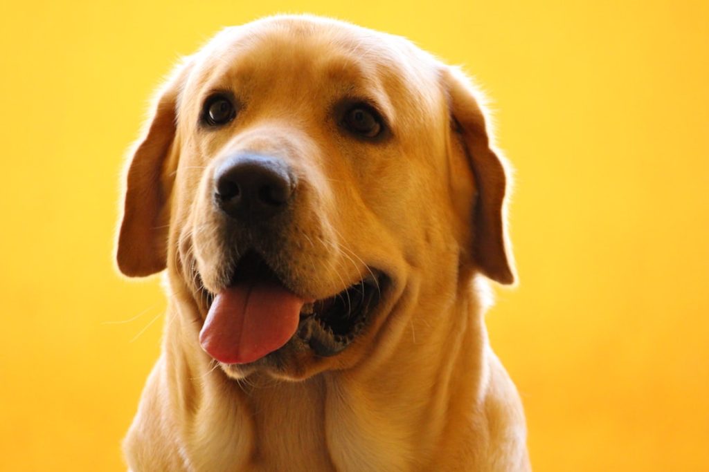 🐶 강아지 건강검진 비용, 아끼면 후회하는 이유!