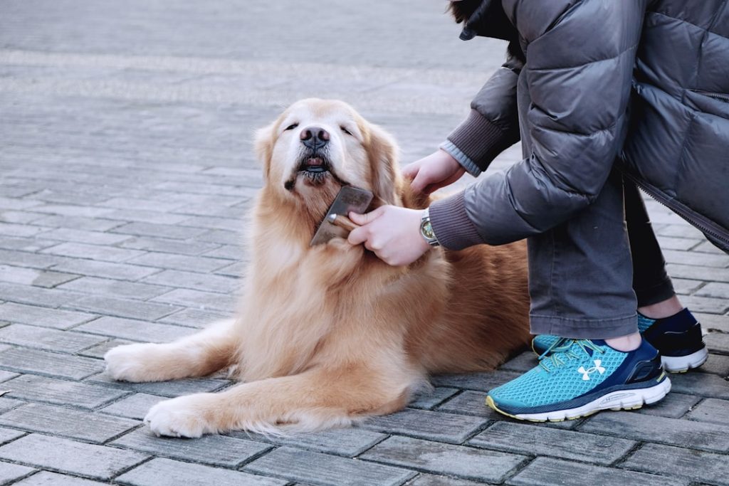 🐶 우리 강아지 건강검진, 지금이 딱! 놓치면 후회할 정보